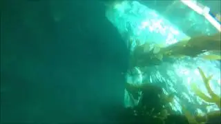 Gray whale in the kelp forest