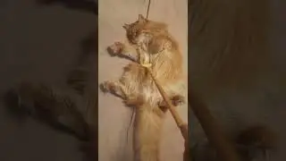 #иркутская_область #ры #смешныекоты #шотс #юмор #жизнь #youtubeshorts #рекомендации #смешныевидео