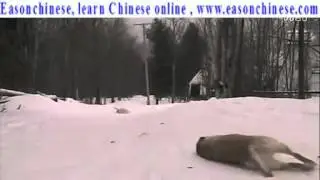 The 91comedy ski! Labrador dog brothers when his sled High