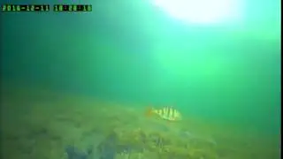 Подводная съёмка Окуня зимой на Озере Кенон (часть 3)