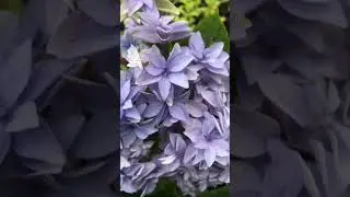 Гортензия Дабл Тач Блю