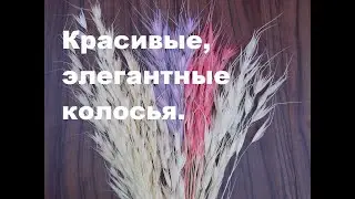 МОЙ ОВСЮГ. Две разновидности.