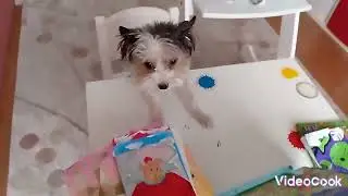 Феня и Ника в школе котов и собак! И у Ники новая стрижка! Учитель не доволен поведению питомцев!