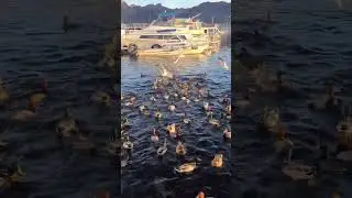 This reminded me of Finding Nemo!!! 🤣🤣🤣 