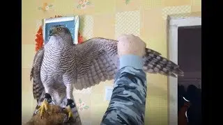 Ястреб ТЕТЕРЕВЯТНИК:) Реабилитация после КАПКАНА!!!:)