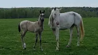 One May Day in Shael Stud
