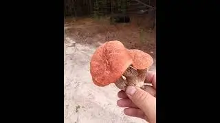 Гриб Змей Горыныч