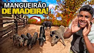 CRIAÇÃO DE PORCOS DO MANEL