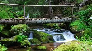 Релаксиращи Звуци От Природата / Река / Птици / Течаща Вод/ Медитация/ Relaxing Nature Sounds/ Calm