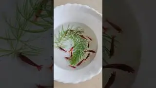 കളർ ചെമ്മീൻ || Shrimp care Malayalam #shrimp #shrimpmalayalam #Shrimps #shorts #royalrings