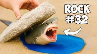 I Flipped 100 Beach Rocks, Here’s What I Found