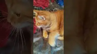 посмотрите на этого красавца)  моя рыжая прелнсть)