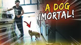 PARTIU ALICANTE + MINI TOUR NO APARTAMENTO + CUIDANDO DE UMA CACHORRINHA IDOSA