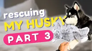My husky’s full rescue story (part 3)