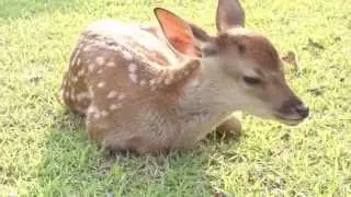 生まれて間もない可愛い小鹿と親鹿　奈良公園