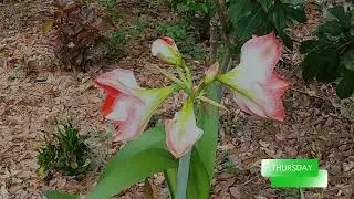 Witness the Birth of Flowers: A Breathtaking Timelapse!