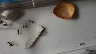 личинку ловят|the larva is caught