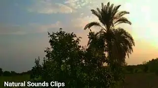Beautiful Natural Sounds of Birds In The Fields|| Natural Birds Noise  || Natural Sounds Clips