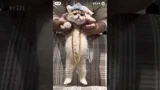 wak waka
