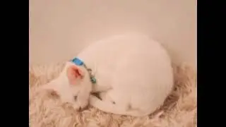 Relaxing Music For Cat #healingmusic