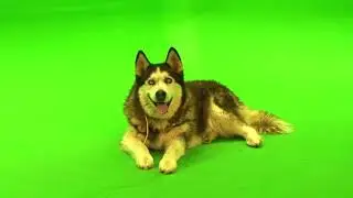 FREE HD video backgrounds – husky dog on green screen and looking around