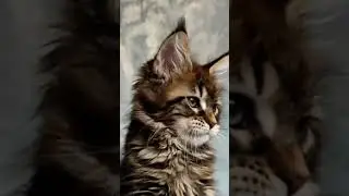 милахи мейнкун