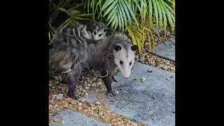 Mama Opossum with kids Мама опоссум с детьми гуляет 👀🌴