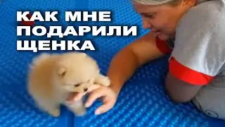 Покупка шпица, Купили собаку породы шпиц, Наш первый померанский шпиц, Щенок шпица, Немецкий шпиц