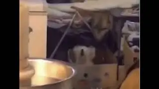 Пёс танцует