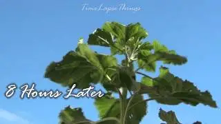 Sunflower Time Lapse [HD] Plant Moving with Sunlight tilting, 8 HOURS