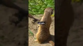 Meerkat facts you didn't know #meerkat #meerkats #animals #animalfacts