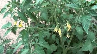 Update on volunteer tomatoes growing in with Eureka lemon trees in containers