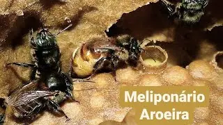 Divisão de abelhas GUARAIPOS com novo modelo de caixa.
