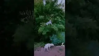 #shorts après les trous l'escalade 🐶😅🤔 #youtubeshorts #dog #dogoftheday #chien