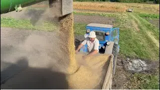 Молотим сою. Ловили зайця, а його нема.