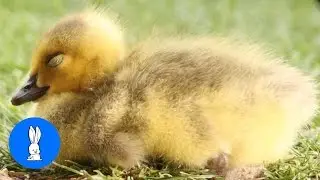 Baby Goose Falls Sleeps - Cute Compilation