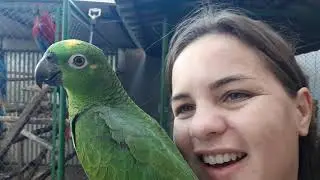 A arara aprendeu a falar tchau no dia das mães😍