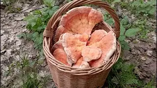 The Chicken Mushroom has woken up! Hurray!!! Mushroom picking is on April 16, 2023.