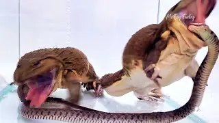 Asian Bullfrog Tries to Eat Angry Snake! Mr Frog Live Feeding