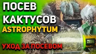 Посев Кактусов. Кактус из семян. Как посеять кактус?