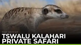 Tswalu Kalahari Private Safari | TRIP REPORT
