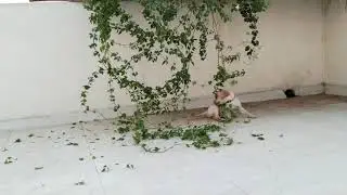 [Labrador puppy playing with creepers]😂 | charvi | funny video