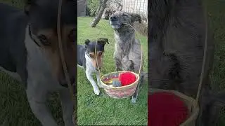 2 Dogs Working Together