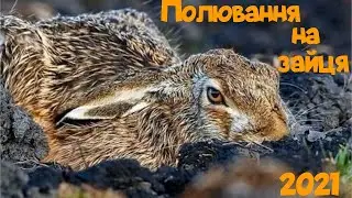 Полювання на зайця 2021. Зарив носом в ріллю 😁