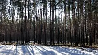 iPhone - Pine Forest, Spring