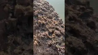 Живая коряга