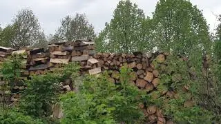 Скворцы и скворчата в мае 😻 Starlings and young stralings in May 2020