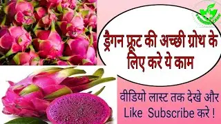 dragon fruit ki achhi  fruiting ke liye video last tak dekhe ! ,#dragon #dragonfruit #farming