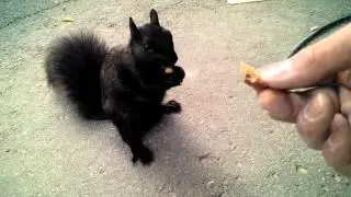 Feeding and petting a friendly black squirrel