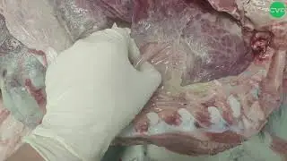 Mannheimia haemolytica. Незвична паткартина 